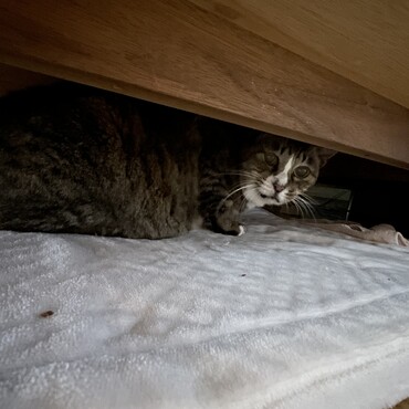 チビ春ルンバは今日も床掃除させるためにちっこしてますo(｀ω´ )o