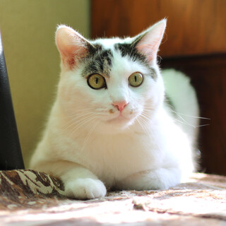 白地にキジ　男の子　6.2kg　セシルくん　