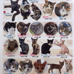 【千葉県船橋市】和風猫本舗ふれあい大譲渡会のお知らせ