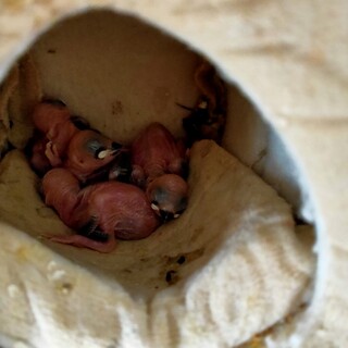 桜文鳥ひなうまれました。