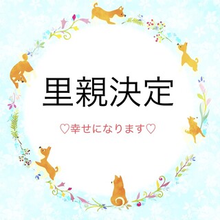 チワワ♀サラン 推定6〜8歳