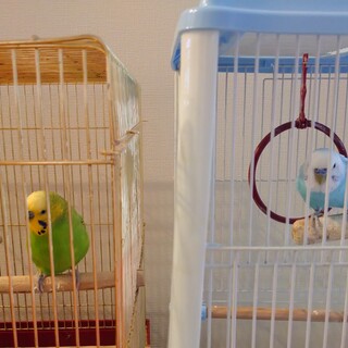 セキセイインコ2羽の里親募集します。