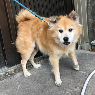 去勢済み柴の大きさ・人なつこい８才