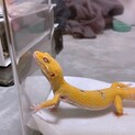 ヒョウモントカゲモドキ里親募集【募集決定】