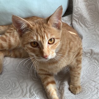 茶トラ猫ちゃん  飼ってあげてください