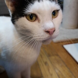 人が大好き甘えん坊のココ　５歳