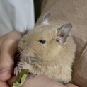ベタ慣れデグー生後4ヶ月サンドカラー