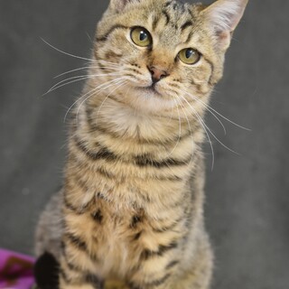 甘くて穏やかで美しいミネット！