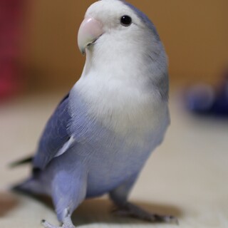 ご応募いただきありがとうございます。