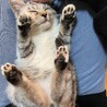 素敵な里親様と出会えました♡すだち サムネイル3
