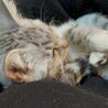 素敵な里親様と出会えました♡すだち サムネイル5