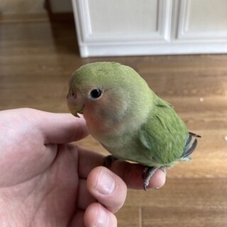 【生後約3ヶ月】手乗りコザクラインコの里親様募集