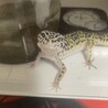 こけりうむ