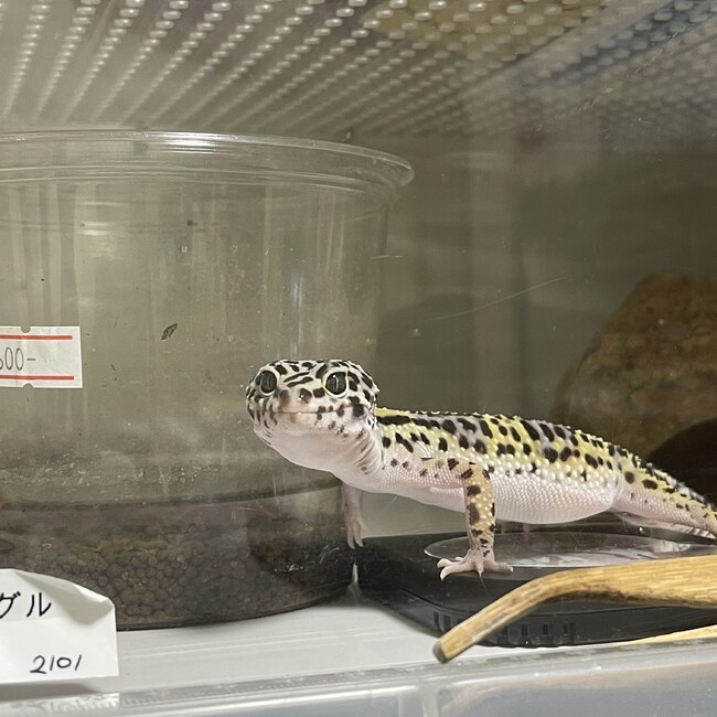 こけりうむのカバー写真