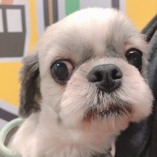 こつぶちゃん　5歳　シーズー　女の子