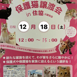 保護猫譲渡会in住協川越支店