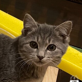 ぷくぷくグレー子猫