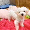 【子犬】とびっきりの笑顔が可愛いマルチーズ女の子♪