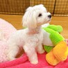 【子犬】とびっきりの笑顔が可愛いマルチーズ女の子♪ サムネイル2