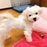 【子犬】とびっきりの笑顔が可愛いマルチーズ女の子♪ サムネイル3