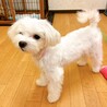 【子犬】とびっきりの笑顔が可愛いマルチーズ女の子♪ サムネイル4