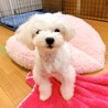 【子犬】とびっきりの笑顔が可愛いマルチーズ女の子♪ サムネイル6