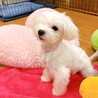 【子犬】とびっきりの笑顔が可愛いマルチーズ女の子♪ サムネイル7