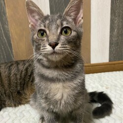 トライアル決定〜
