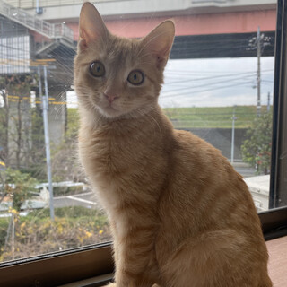つぶらな瞳の茶トラ奏助❤️