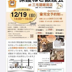 12/19(日)保護ねこ譲渡会@三毛猫雑貨店