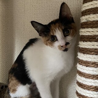 模様が個性的な三毛猫の蕗ちゃん❤️