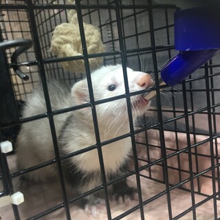 フェレット(パンダ)募集してます