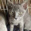 子猫のぐーちゃん