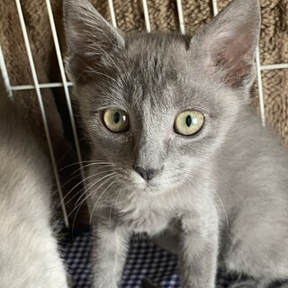 子猫のぐーちゃん