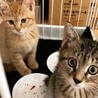 保護猫シェルター猫つむり堂さん