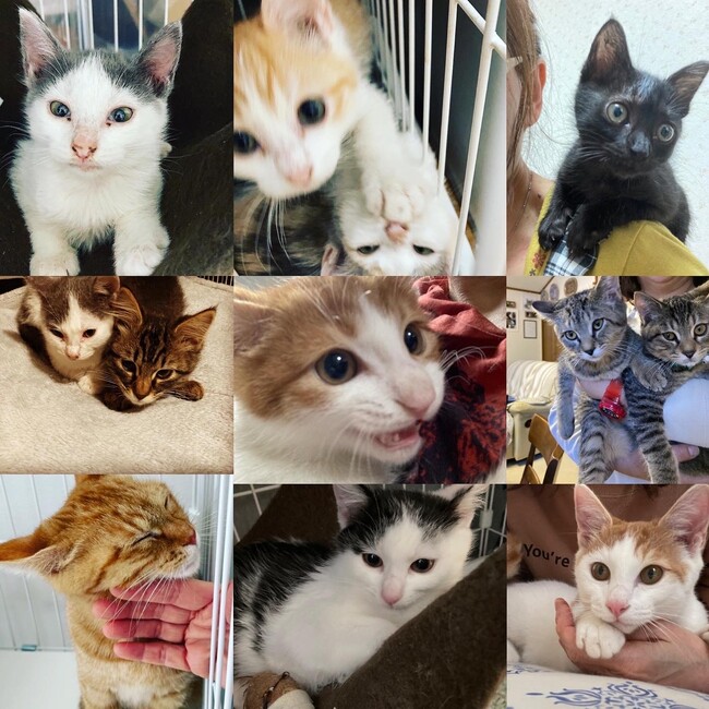 保護猫シェルター猫つむり堂のカバー写真