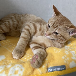 人慣れ抜群！ちょっとまぬけな茶トラ君⭐️