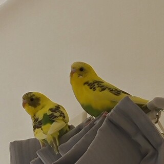 荒鳥セキセイインコのペア