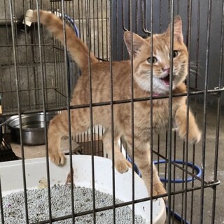 人懐こい甘えん坊の僕と家族になってください