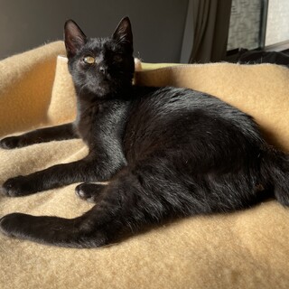 黒猫あるあるの超！甘え上手な女の子