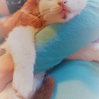 超キュート！猫初心者にぴったり！ハチワレ仔猫