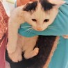 超キュート！猫初心者にぴったり！ハチワレ仔猫 サムネイル6