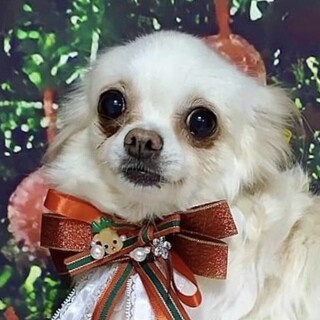 美深（びふか）かまってかまって♪一緒にいて❤
