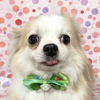クッチャロ　控えめなかまってちゃんチワワ❤