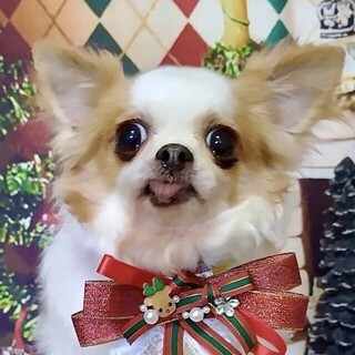 天塩（てしお）しっぽフリフリの可愛いレディ❤