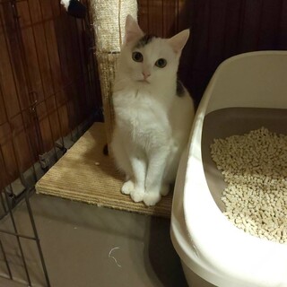 可愛い白地の多い白黒ちゃん