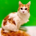 マンチカン長足、甘えた可愛い男の子！