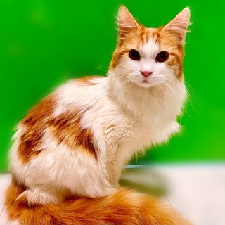 マンチカン長足、甘えた可愛い男の子！