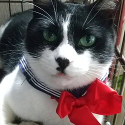 明石　一粒万倍日　猫の譲渡会 サムネイル2