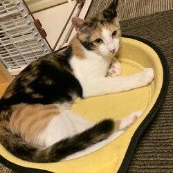 明石　一粒万倍日　猫の譲渡会 サムネイル3